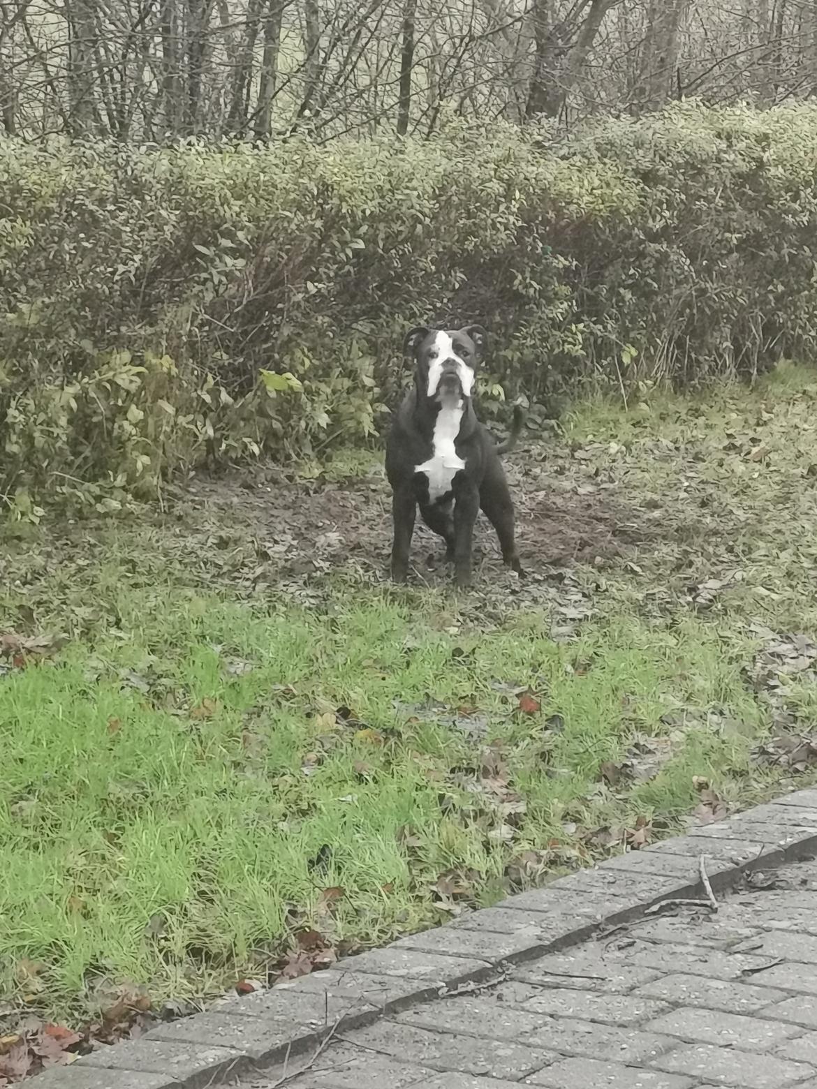Olde english bulldogge Bonzo  billede 3