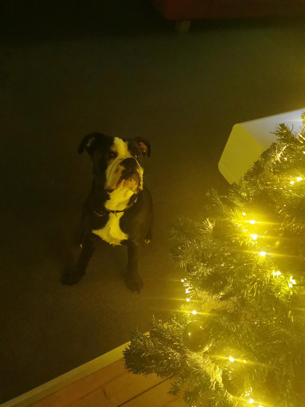 Olde english bulldogge Bonzo  billede 4