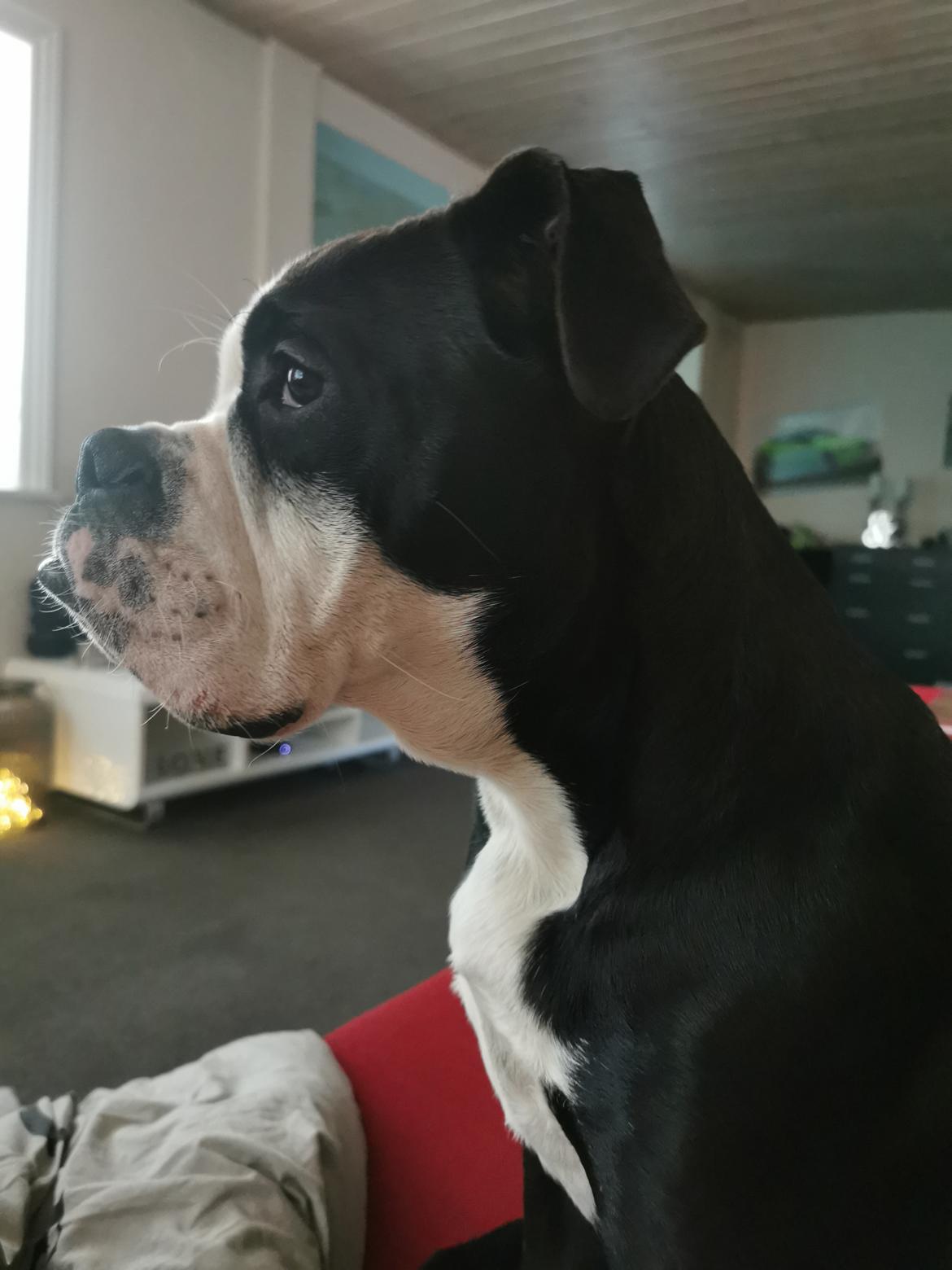 Olde english bulldogge Bonzo  billede 5