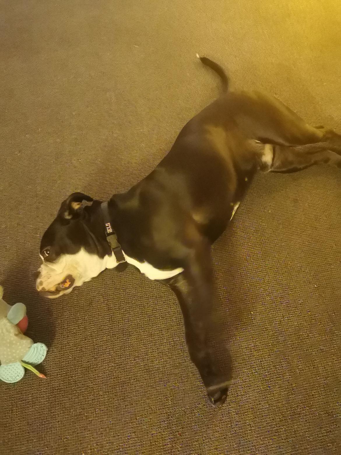 Olde english bulldogge Bonzo  billede 6