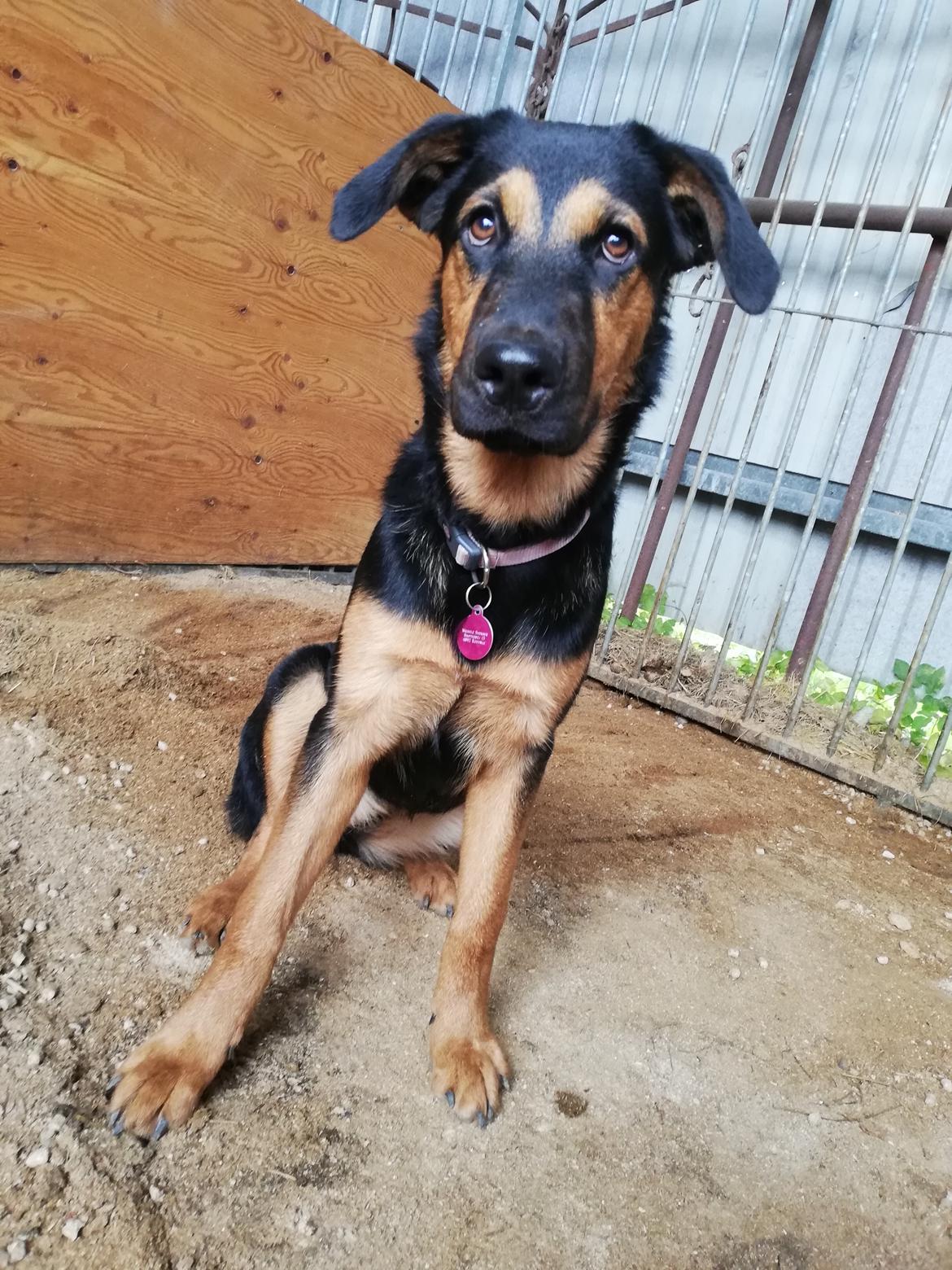 Blanding af racer Kailey billede 5