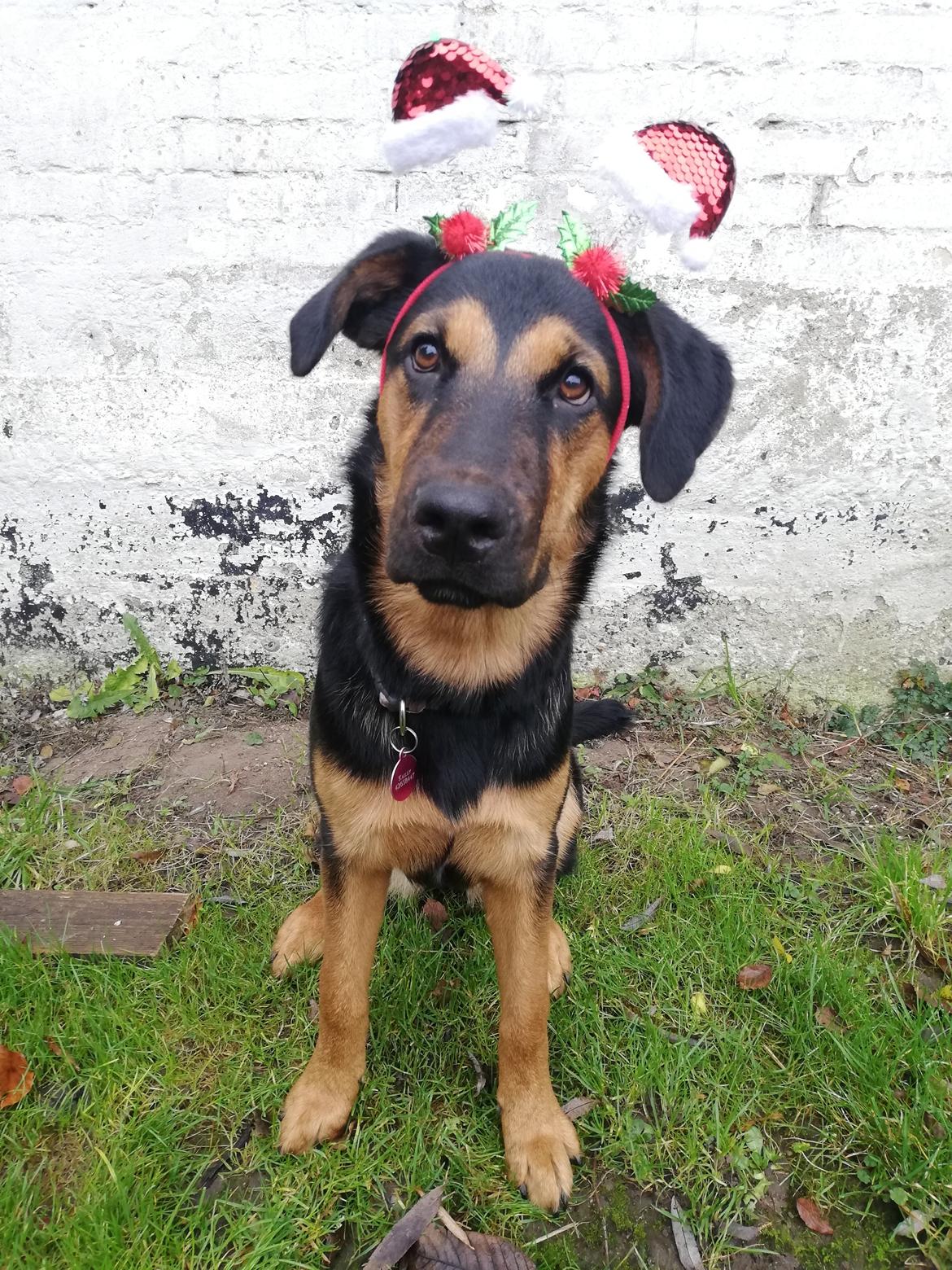 Blanding af racer Kailey billede 3