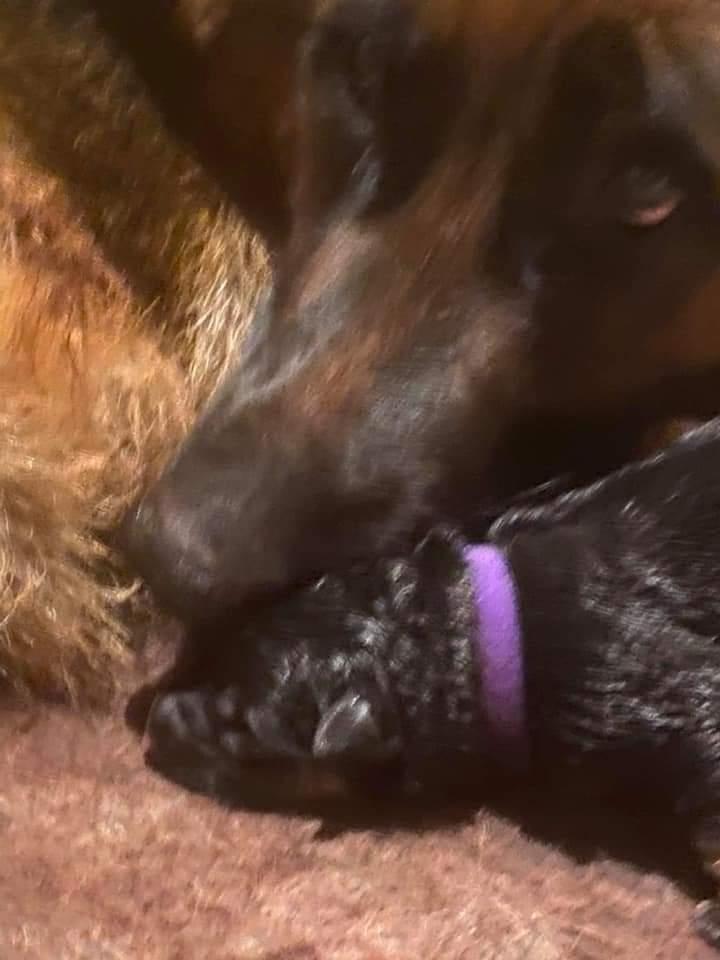 Schæferhund Ziggie billede 11