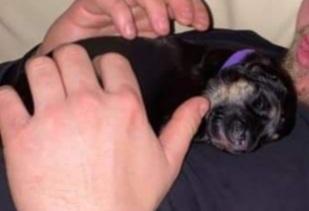 Schæferhund Ziggie billede 10