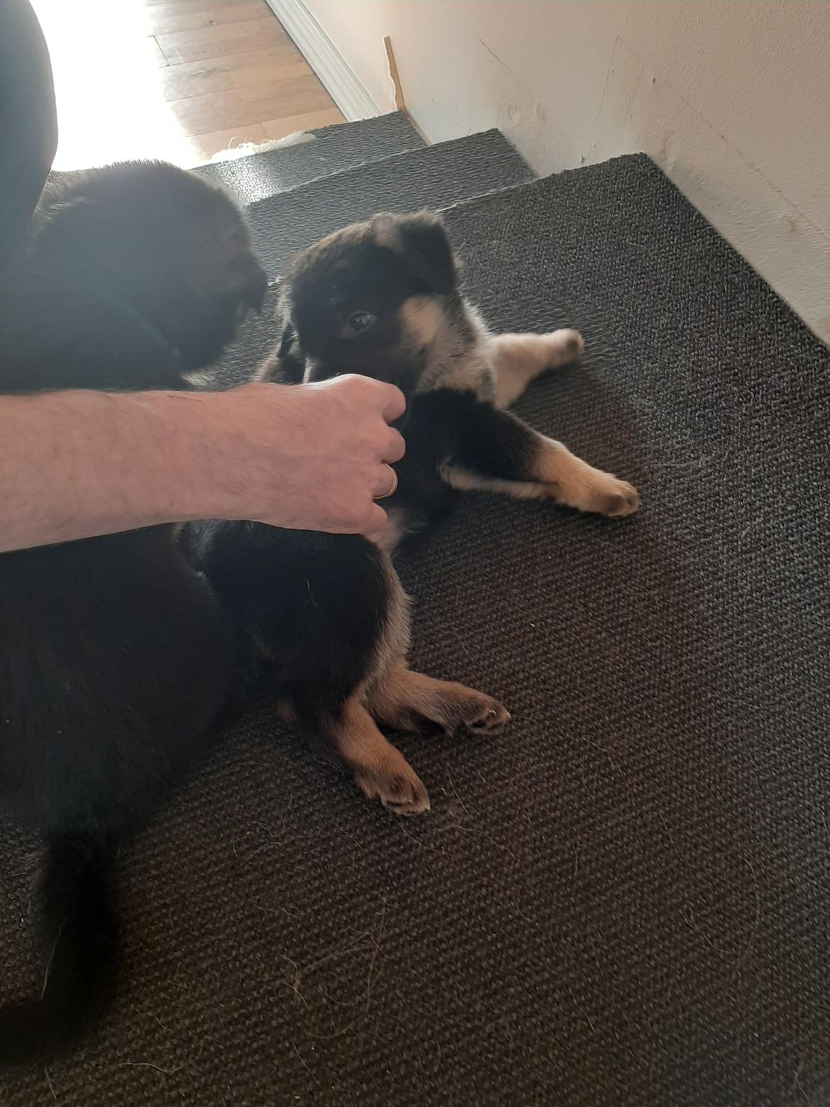 Schæferhund Ziggie - Mine nye ejer (famile)besøger mig billede 5