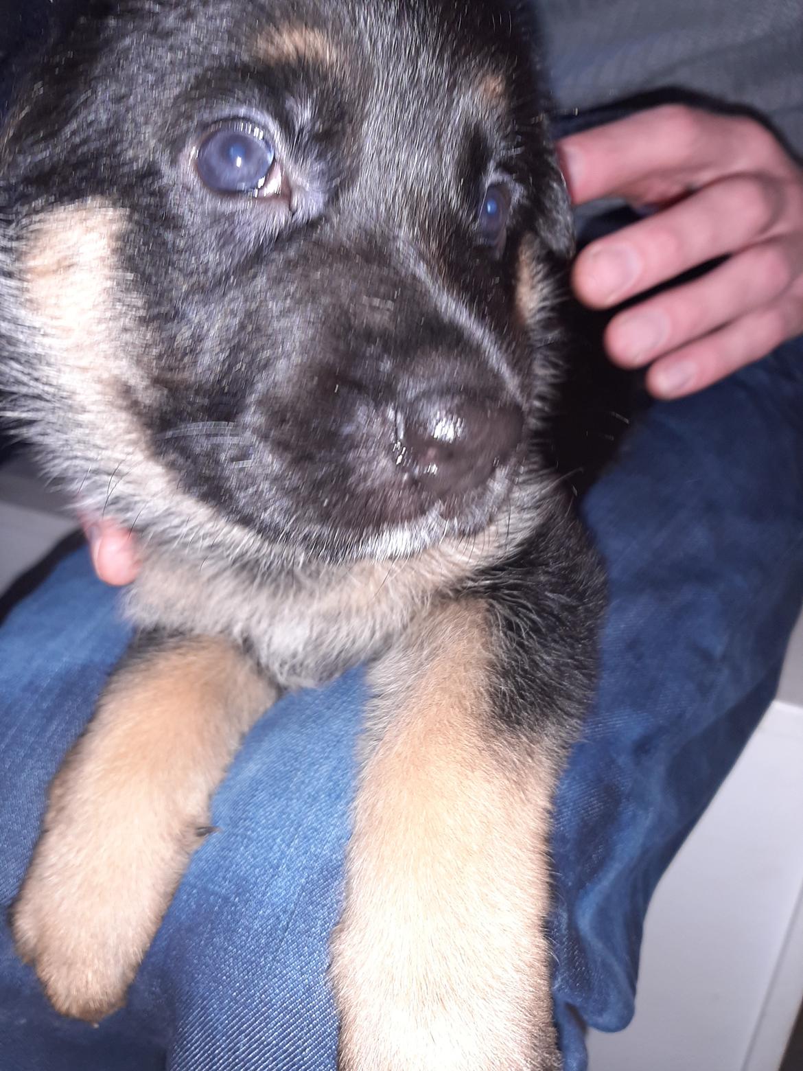 Schæferhund Ziggie - Mine nye ejer (famile)besøger mig billede 6