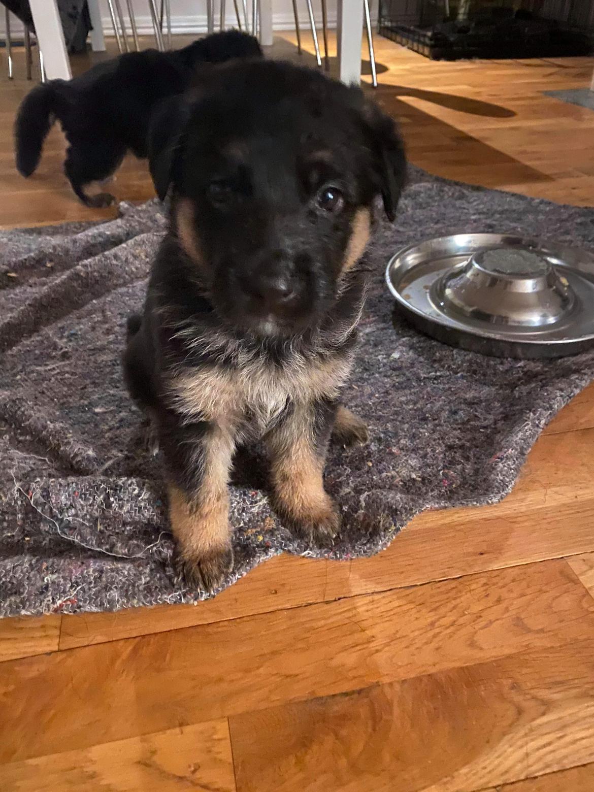 Schæferhund Ziggie - Jeg er så kær, og lidt betuttet billede 4