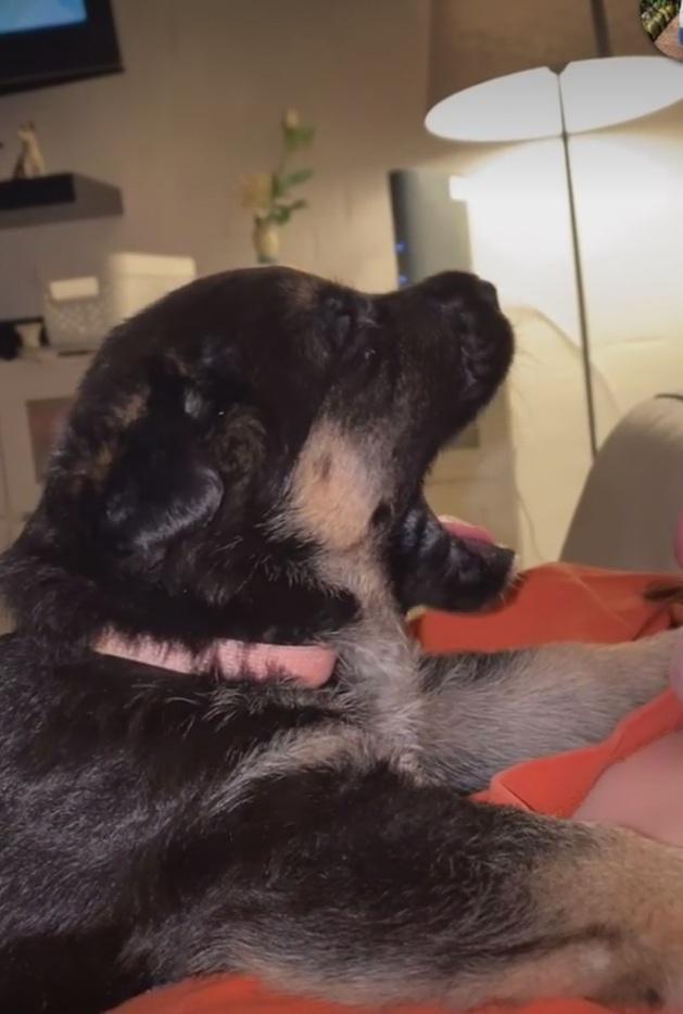 Schæferhund Ziggie - Sååå træt billede 8