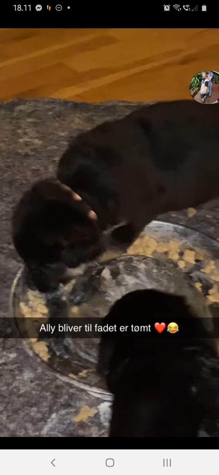 Schæferhund Ziggie billede 7