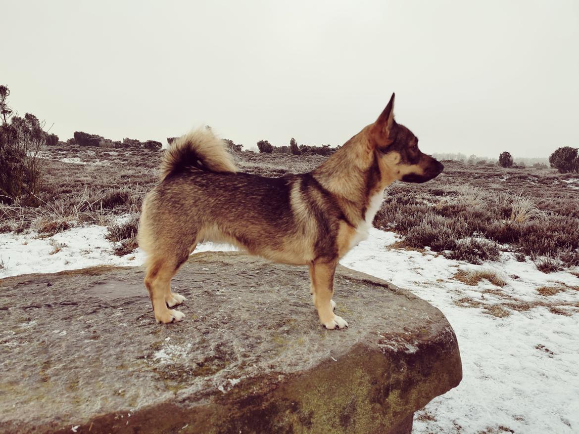 Västgötaspids Unni - Unni 11 mdr billede 38