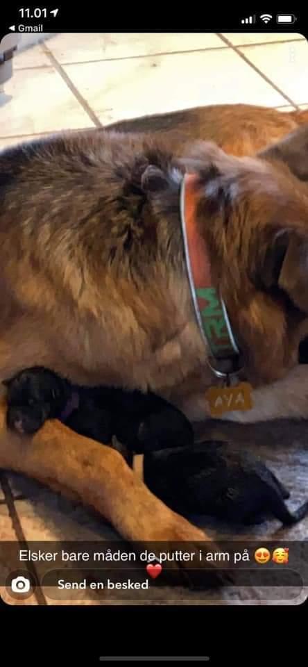 Schæferhund Ziggie billede 13