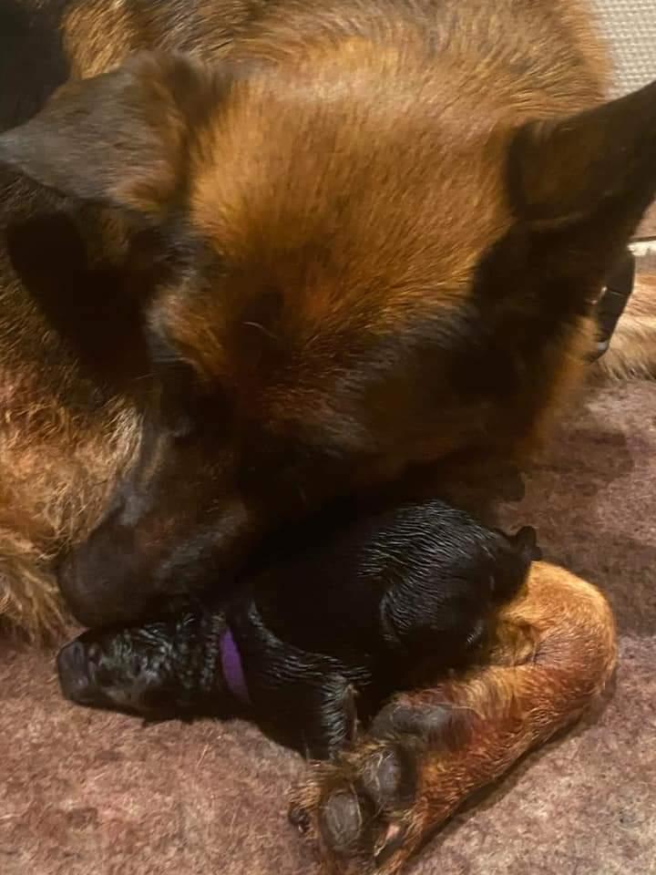 Schæferhund Ziggie billede 12