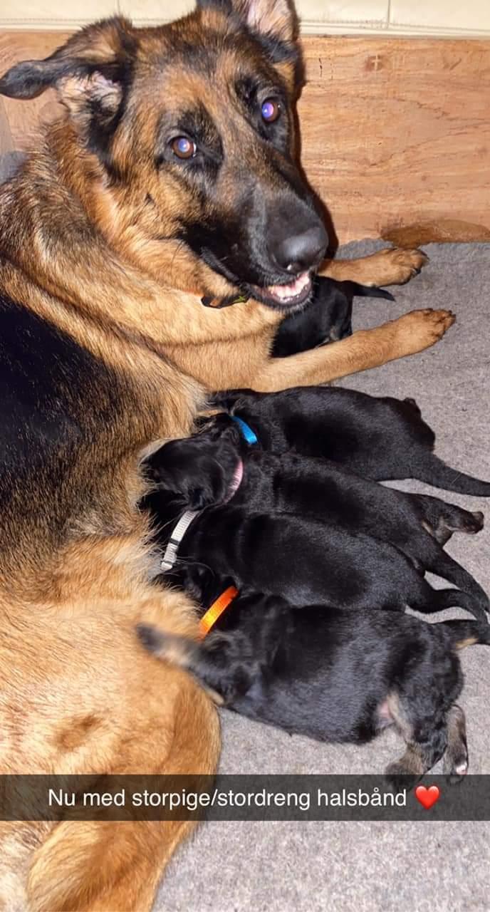 Schæferhund Ziggie - Vi bliver større billede 9