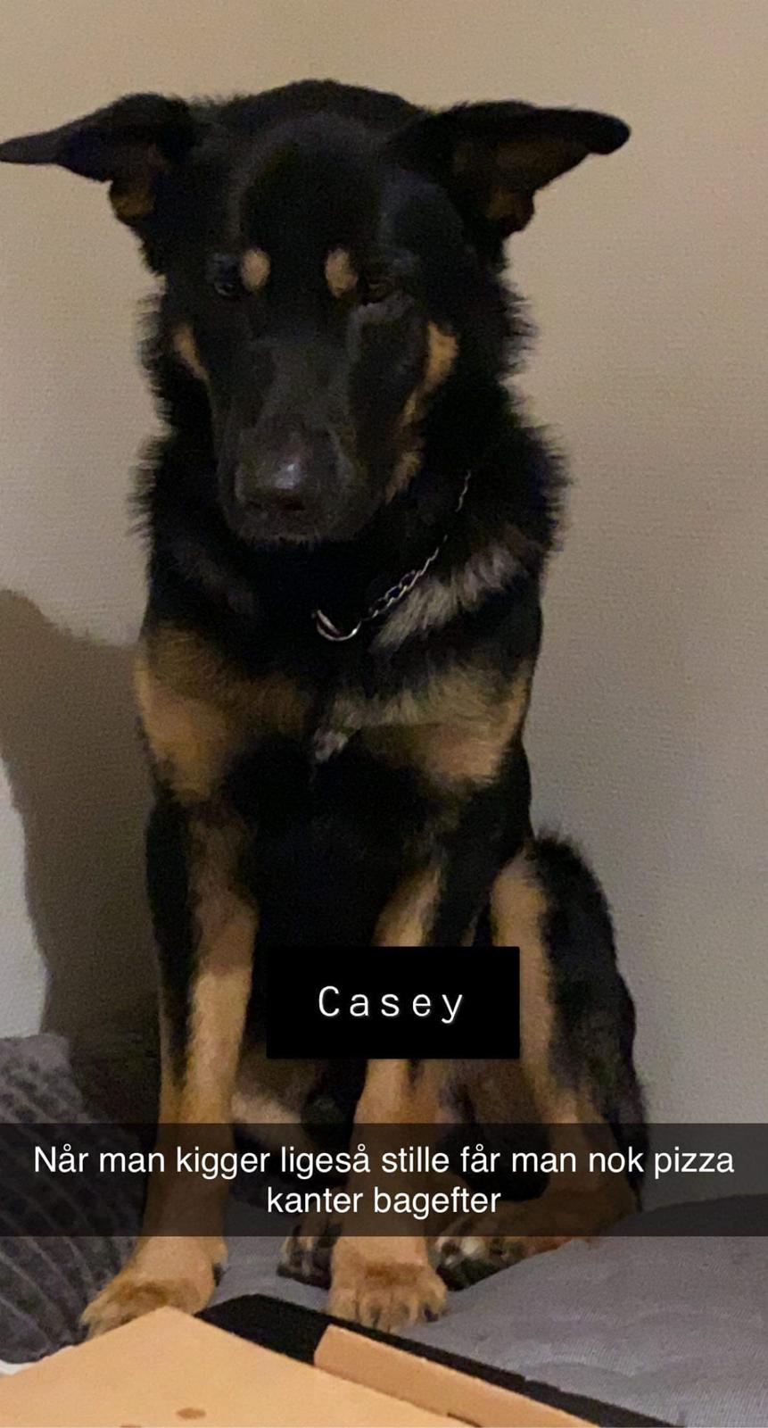 Schæferhund Ziggie - FAR billede 14