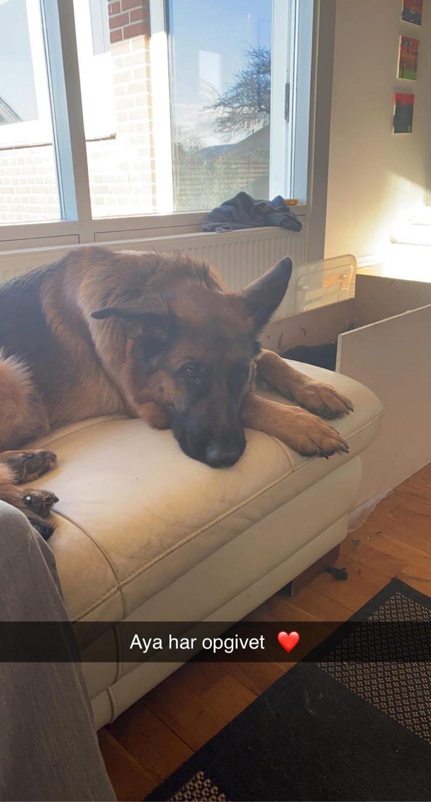 Schæferhund Ziggie - MOR billede 15