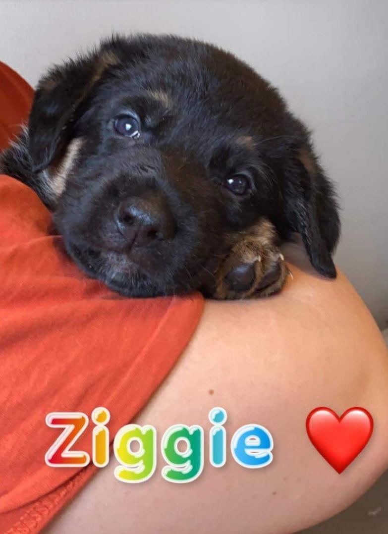 Schæferhund Ziggie billede 2