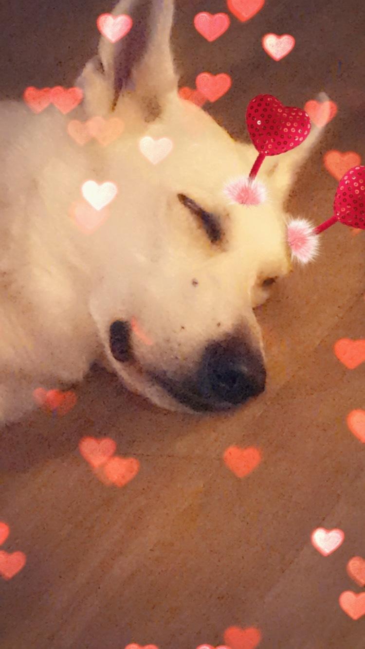 Hvid schæfer Homie billede 13