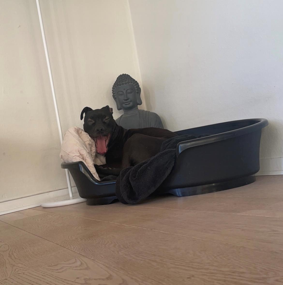 Blanding af racer Zindy billede 17