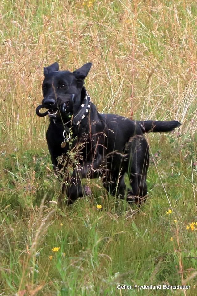 Labrador retriever Tesla (Lab Showtime's Tsunami) billede 8