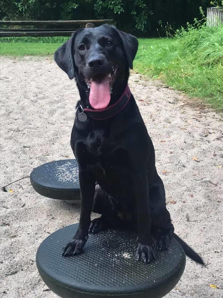 Labrador retriever Tesla (Lab Showtime's Tsunami) billede 1