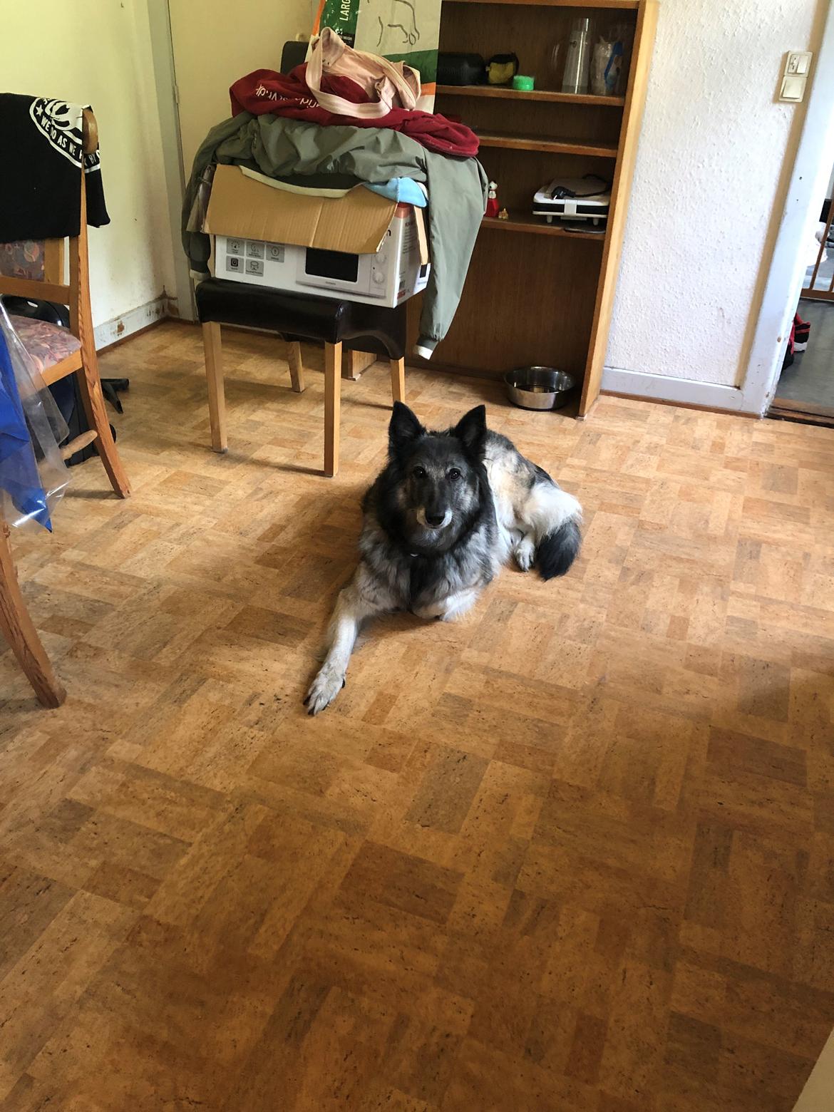 Tervueren Athene A Fleme Of Pride billede 11