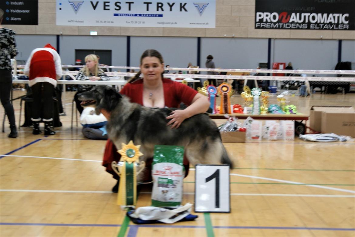 Tervueren Athene A Fleme Of Pride - Den sidste gang hun blev udstilledet billede 12