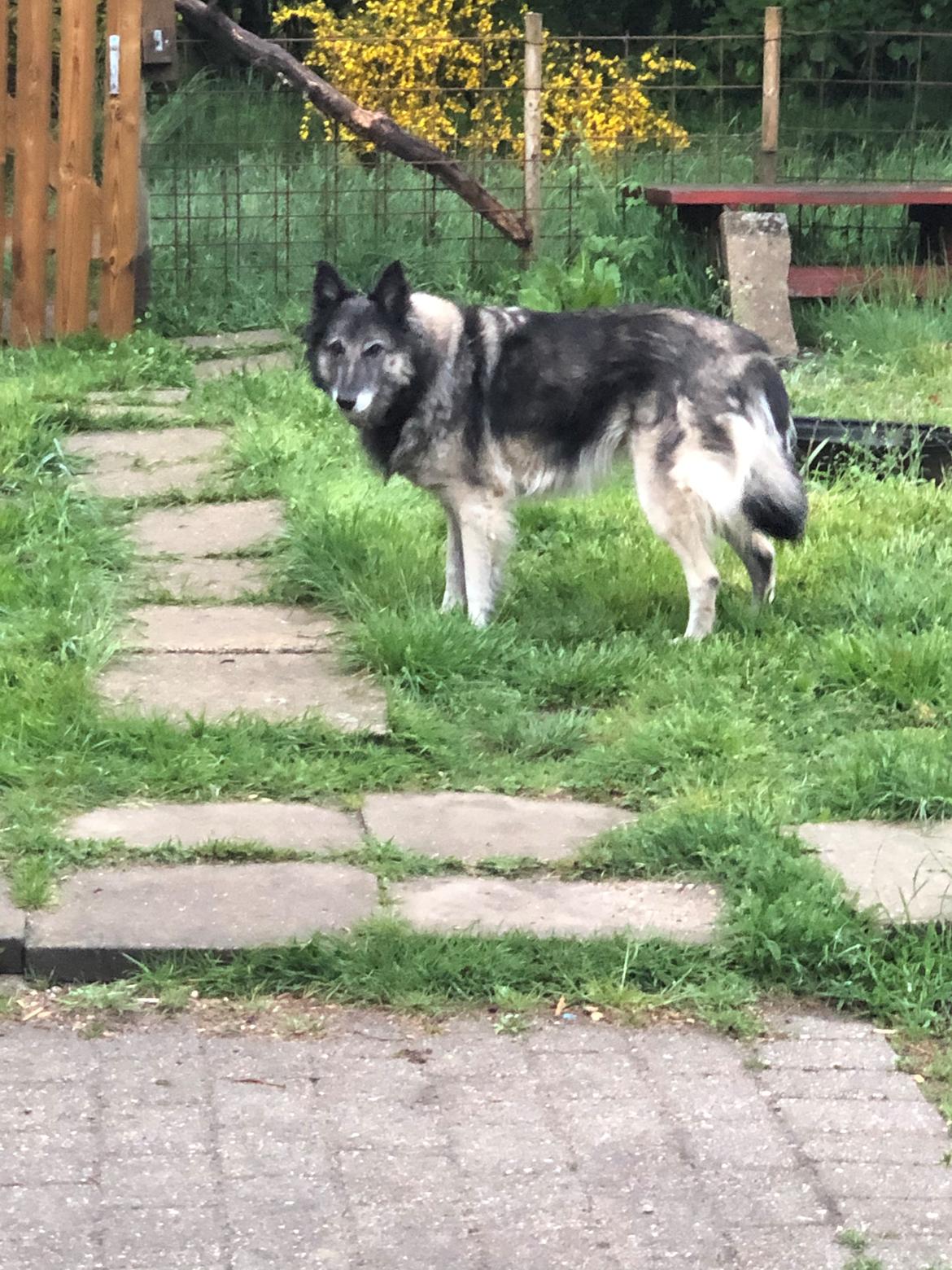 Tervueren Athene A Fleme Of Pride billede 10