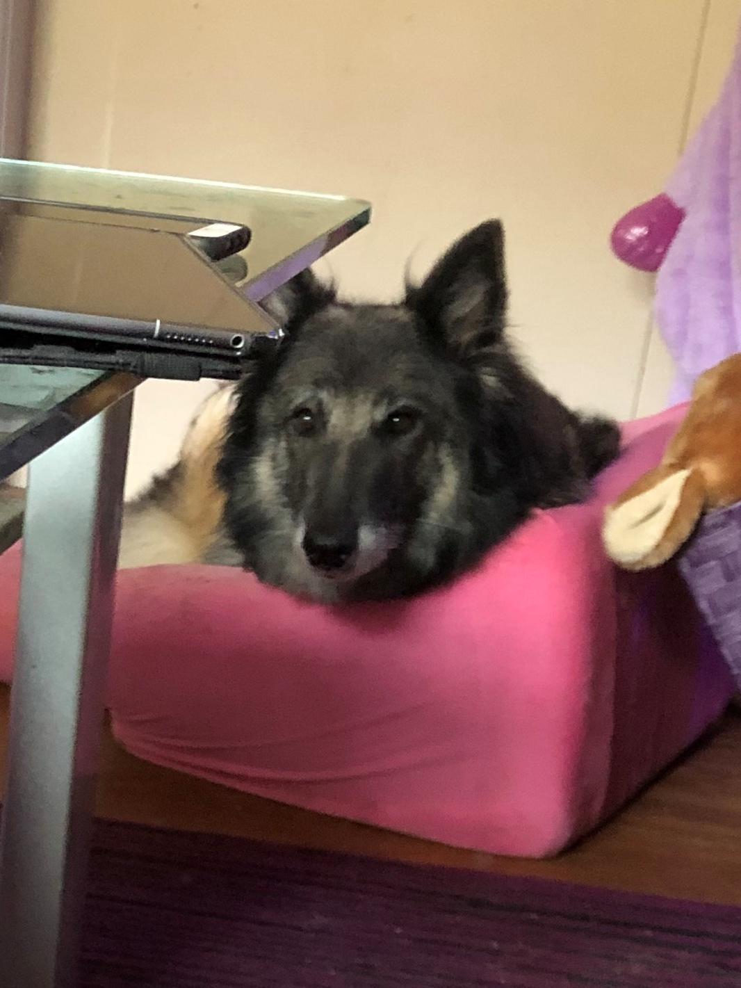 Tervueren Athene A Fleme Of Pride billede 13