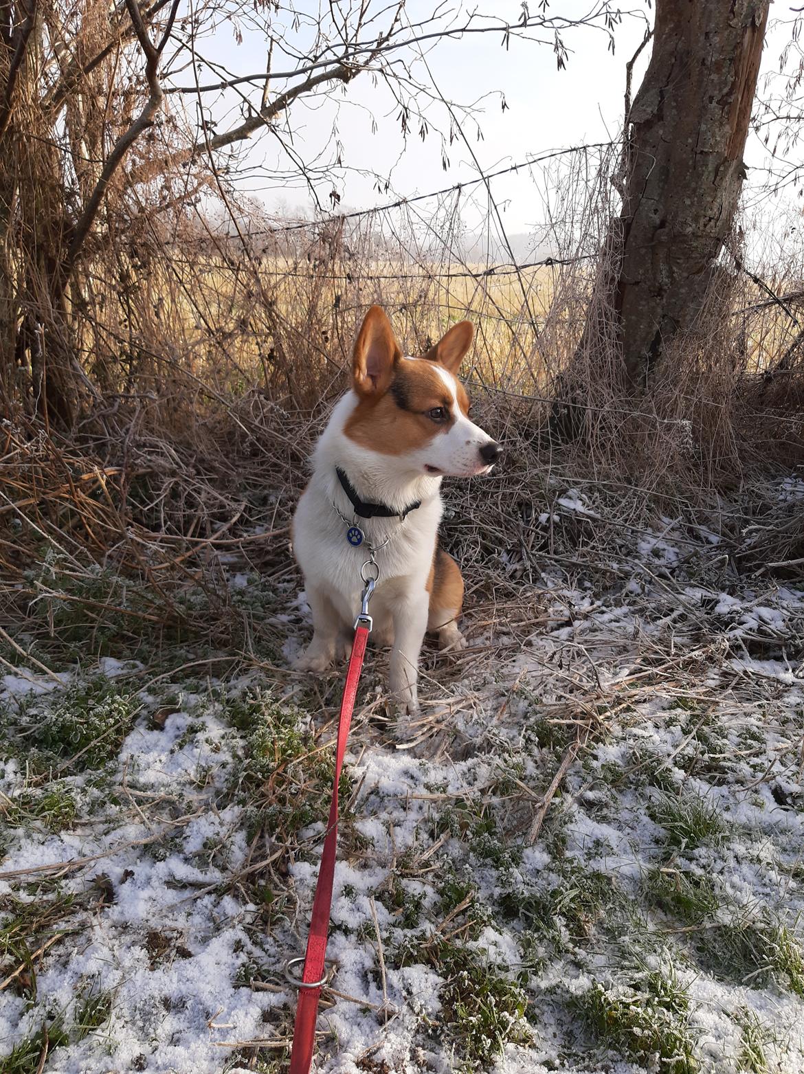 Welsh corgi pembroke Wylie Nohea Kanoa billede 1