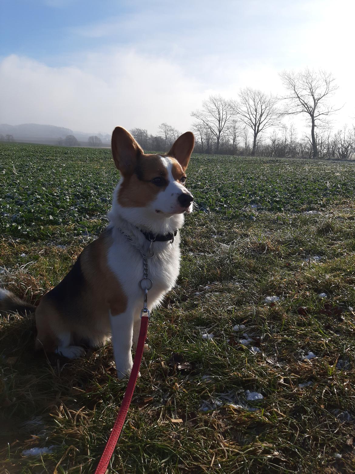 Welsh corgi pembroke Wylie Nohea Kanoa billede 2