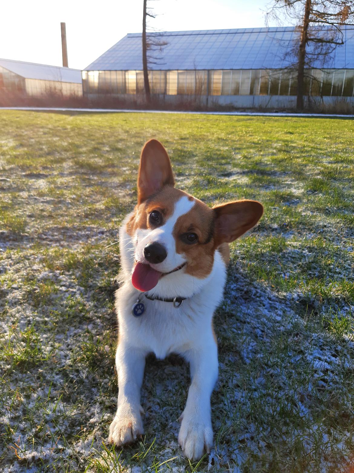 Welsh corgi pembroke Wylie Nohea Kanoa billede 3