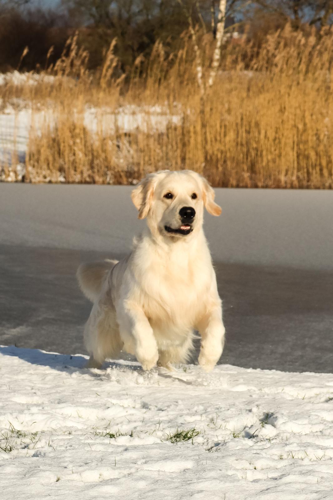 Golden retriever DKCH(U) DKJUCH Manhattan V.D. Corner Brook - DKJUCH Manhattan v.d. Corner Brook 26 mdr billede 38