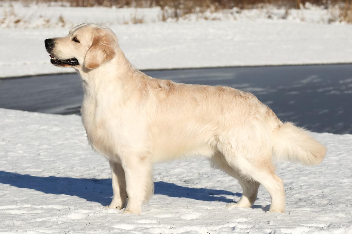 Golden retriever DKCH(U) DKJUCH Manhattan V.D. Corner Brook - DKJUCH Manhattan v.d. Corner Brook 26 mdr billede 37