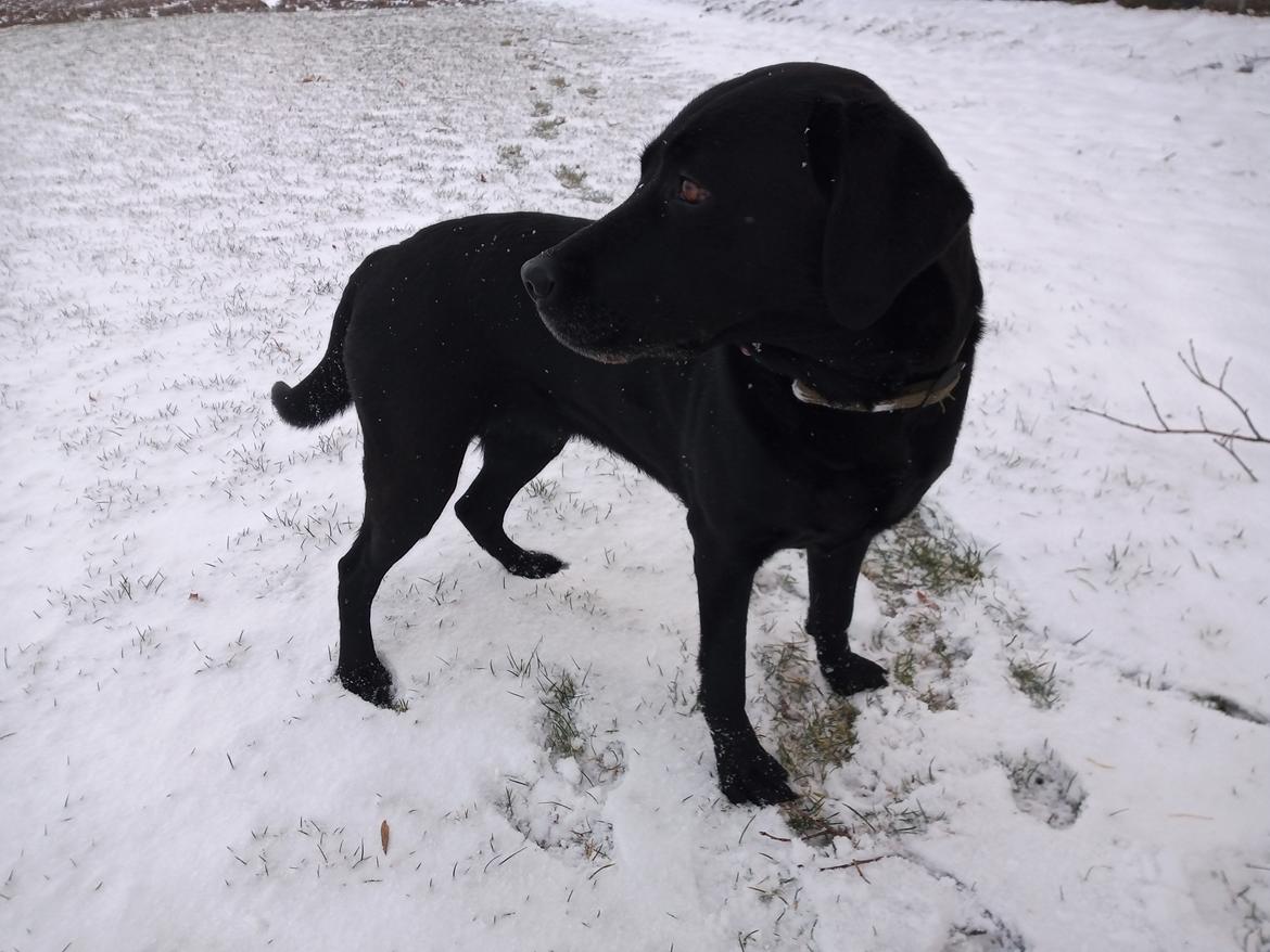 Labrador retriever Sif billede 6