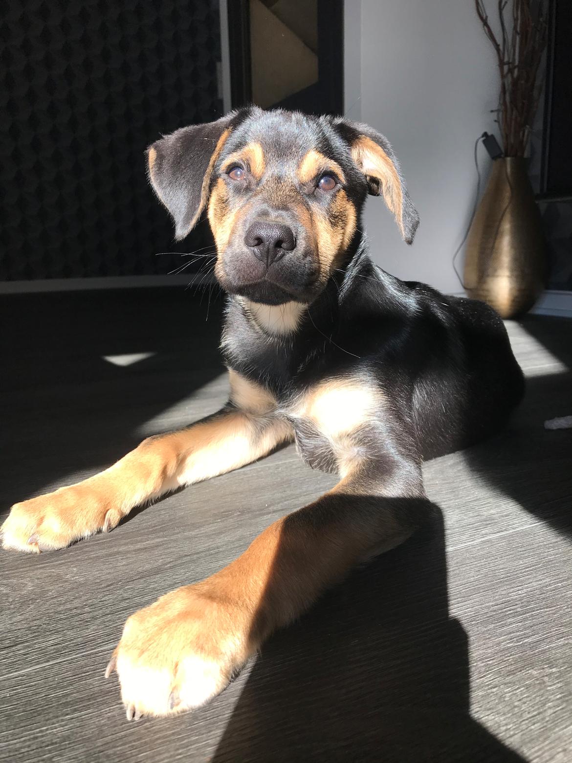 Blanding af racer Arthur  billede 4