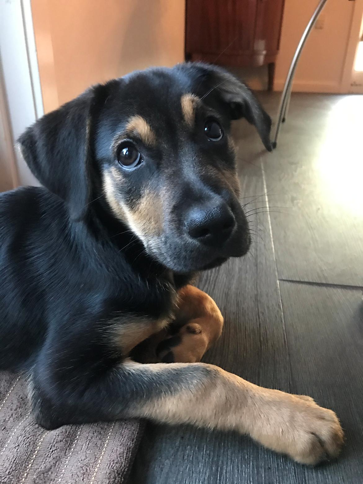 Blanding af racer Arthur  billede 5