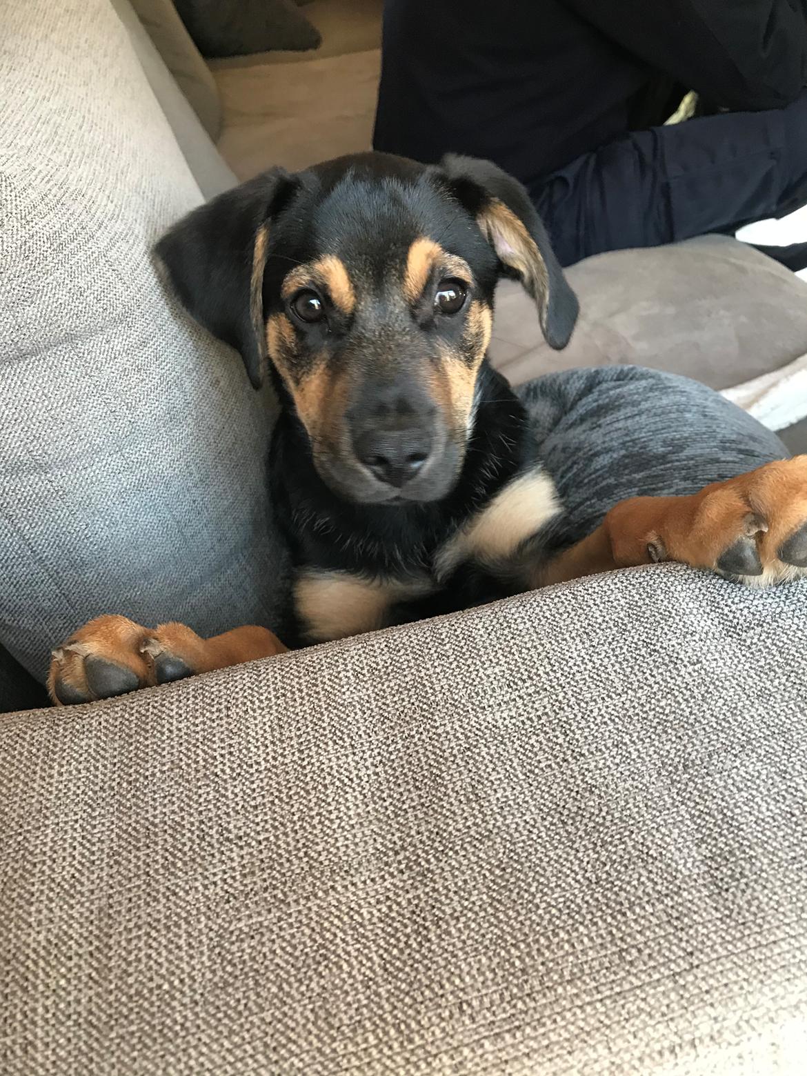 Blanding af racer Arthur  billede 6