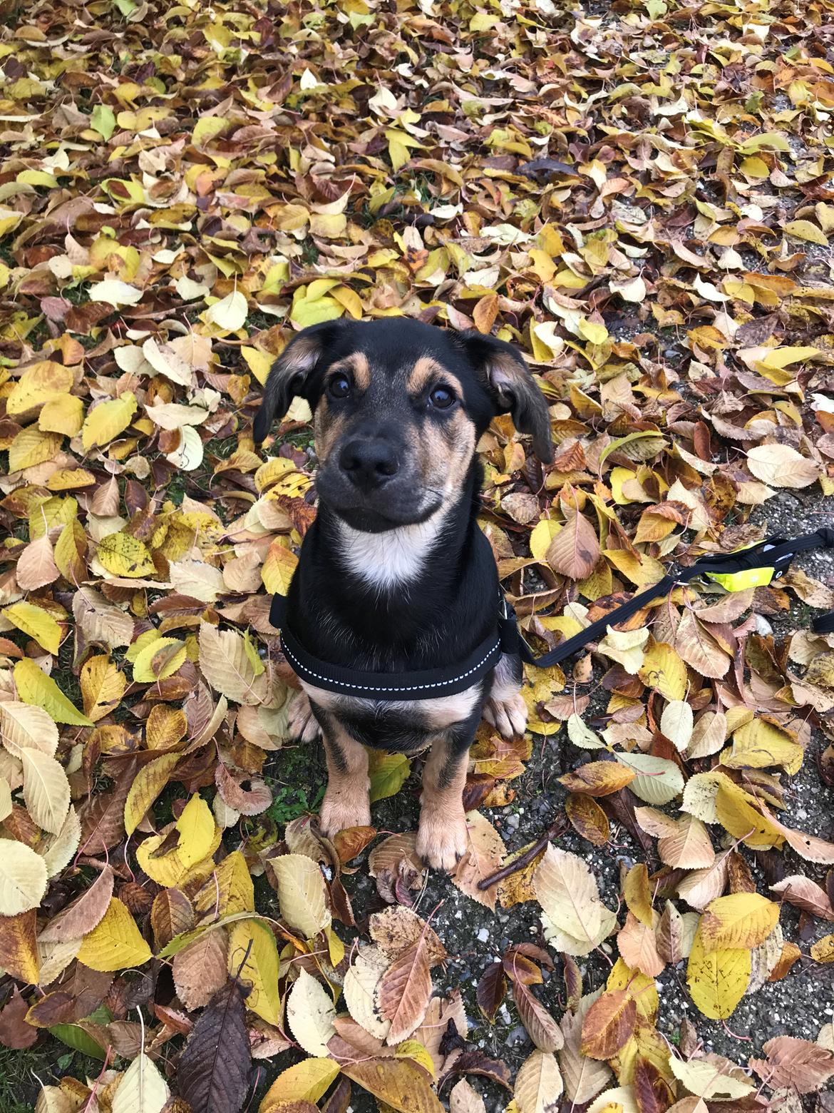 Blanding af racer Arthur  billede 7