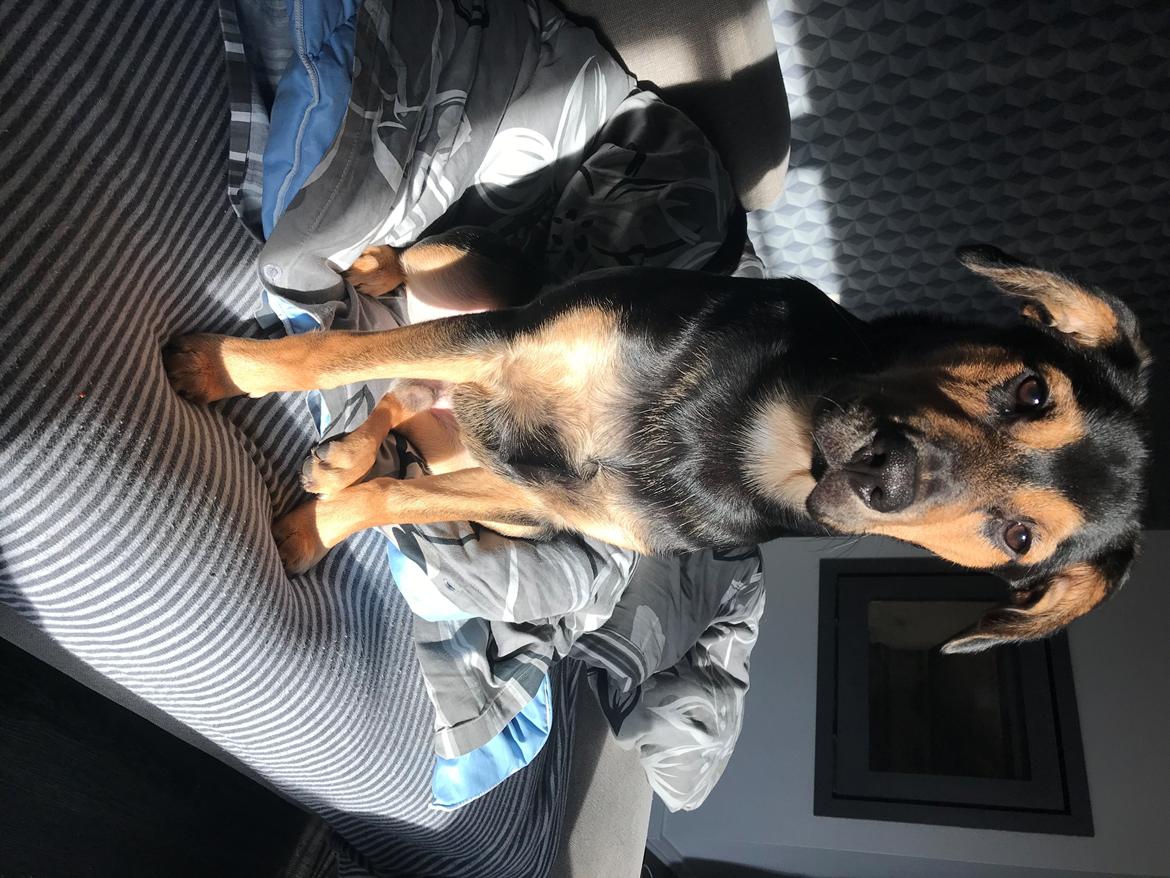 Blanding af racer Arthur  billede 8