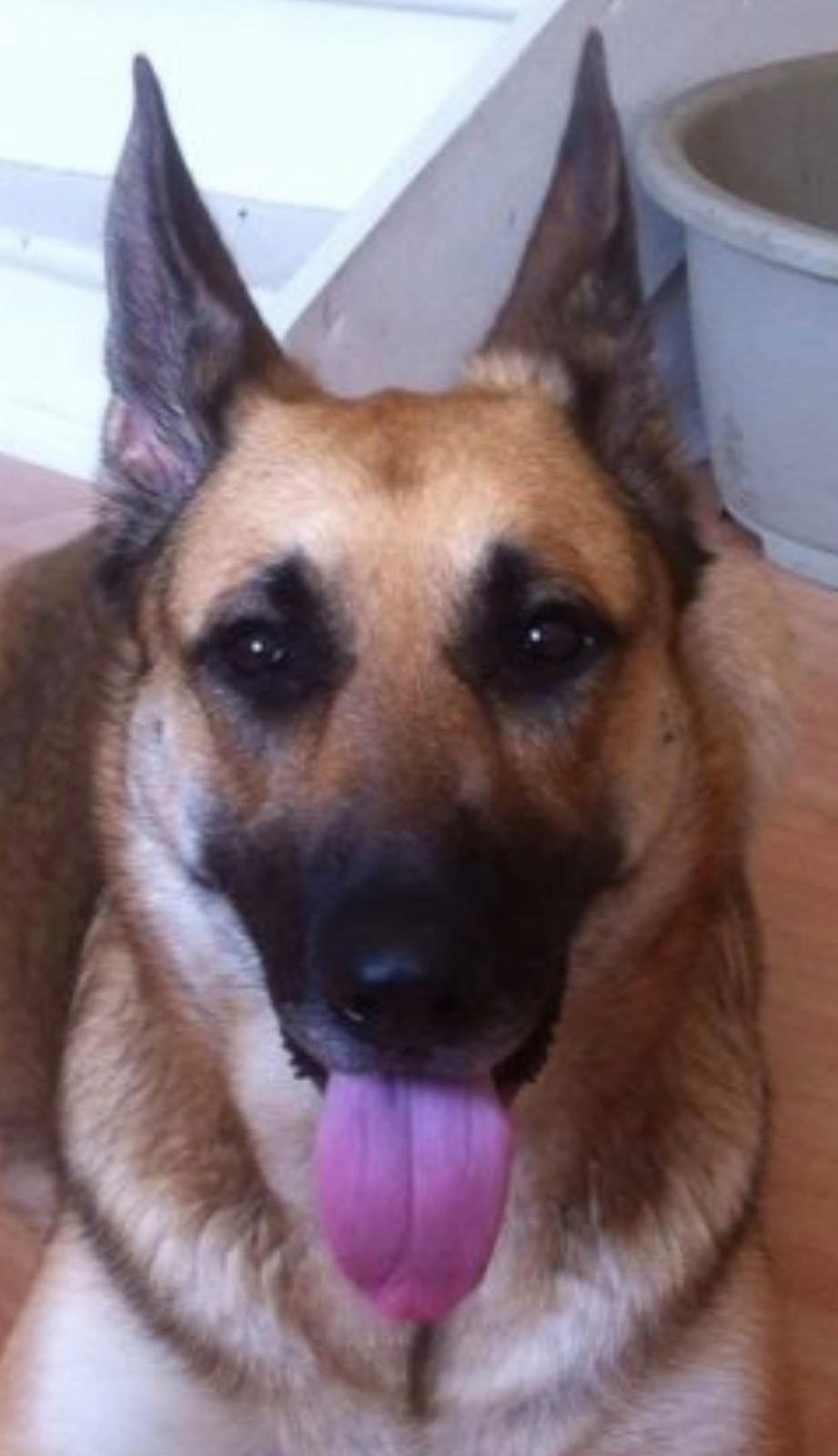 Schæferhund Zenta(himmelhund)  billede 23