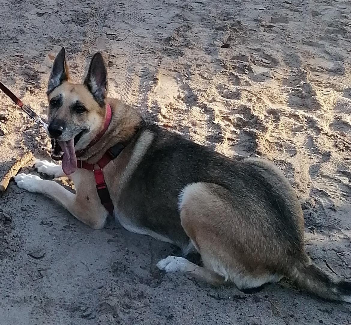 Schæferhund Zenta(himmelhund)  billede 25