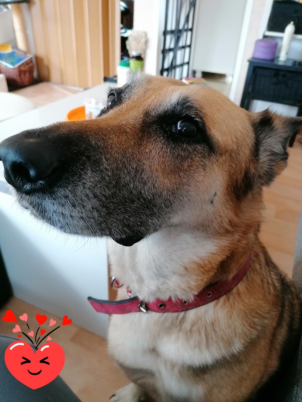 Schæferhund Zenta(himmelhund)  billede 24