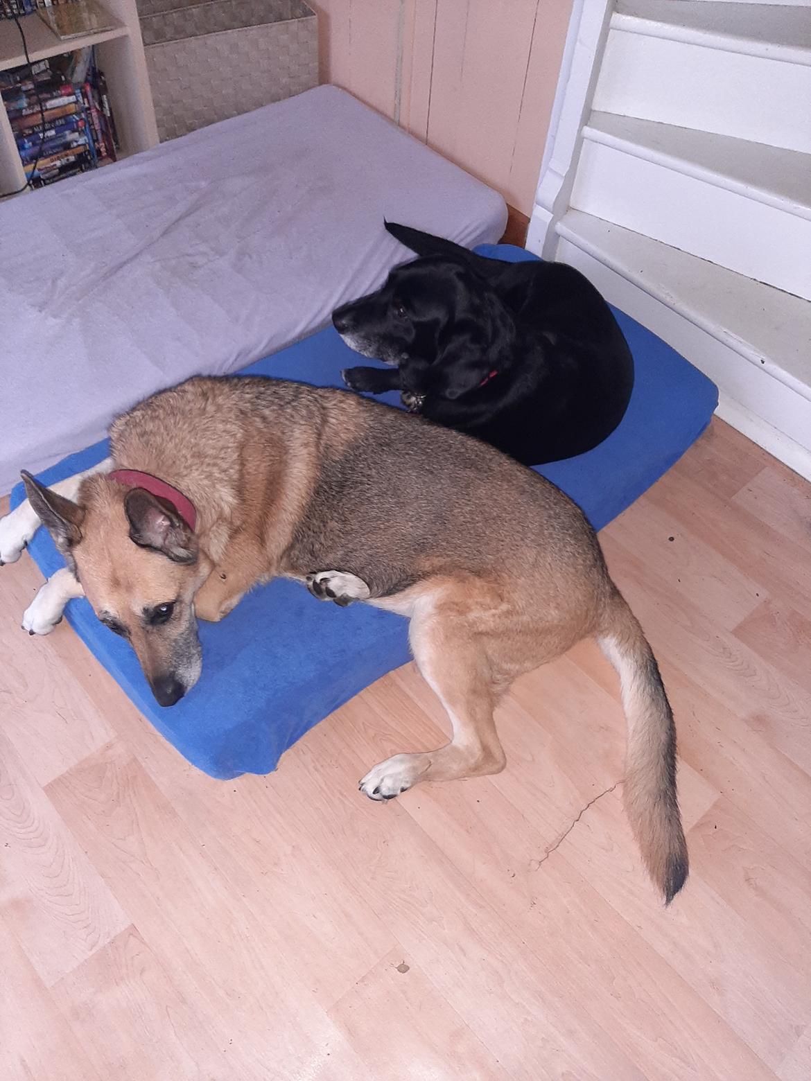 Schæferhund Zenta(himmelhund)  billede 27