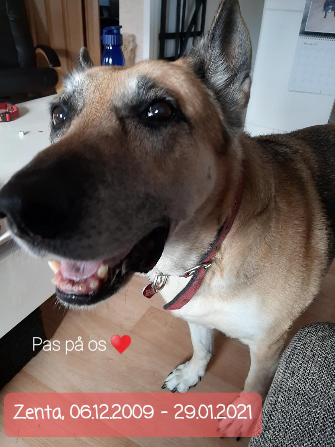 Schæferhund Zenta(himmelhund)  billede 26