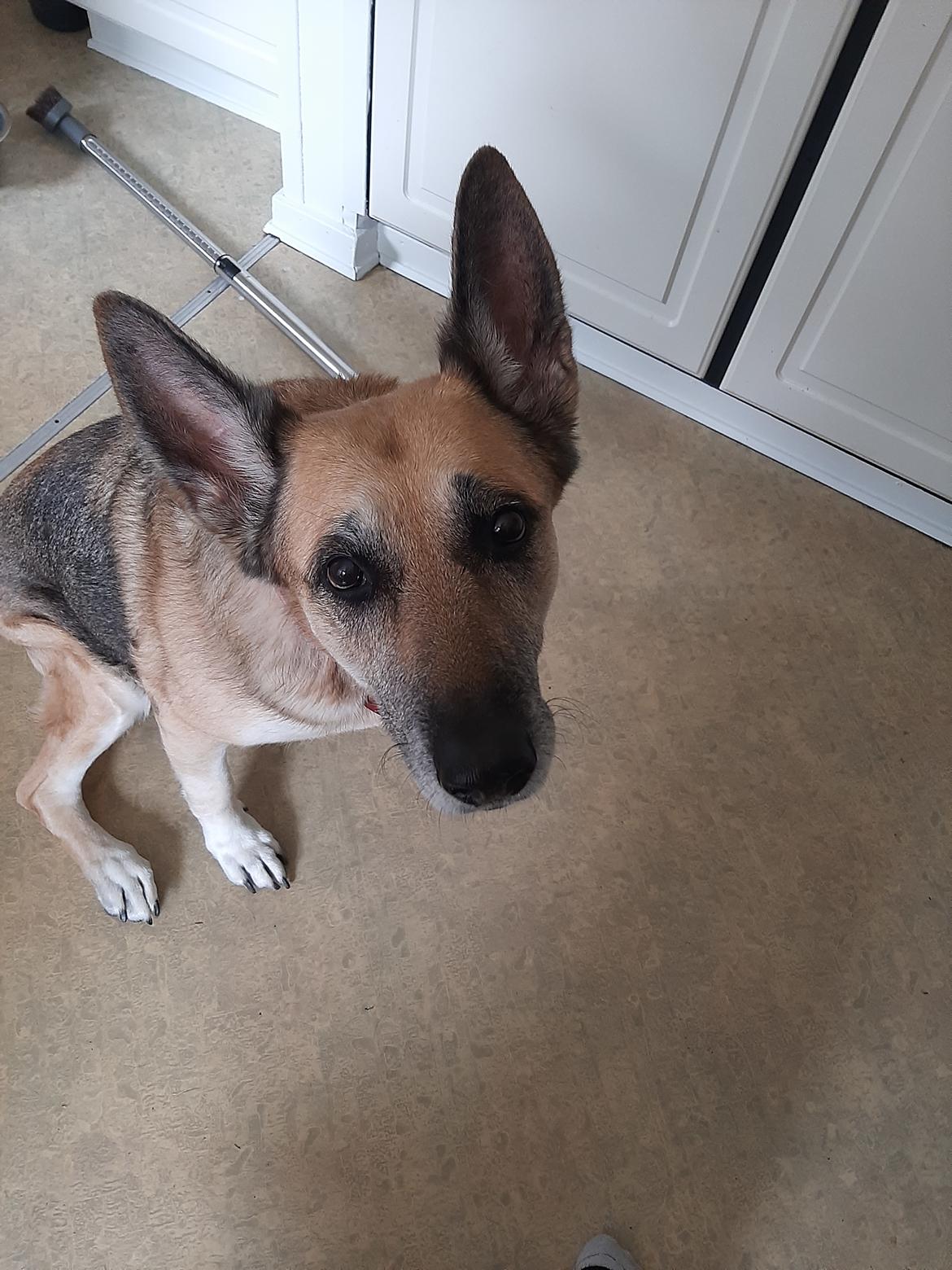 Schæferhund Zenta(himmelhund)  billede 29