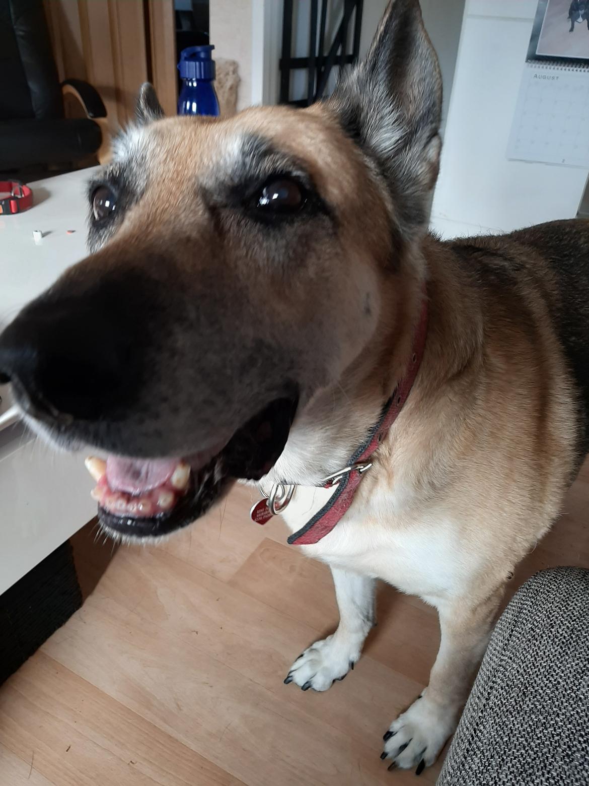 Schæferhund Zenta(himmelhund)  billede 28