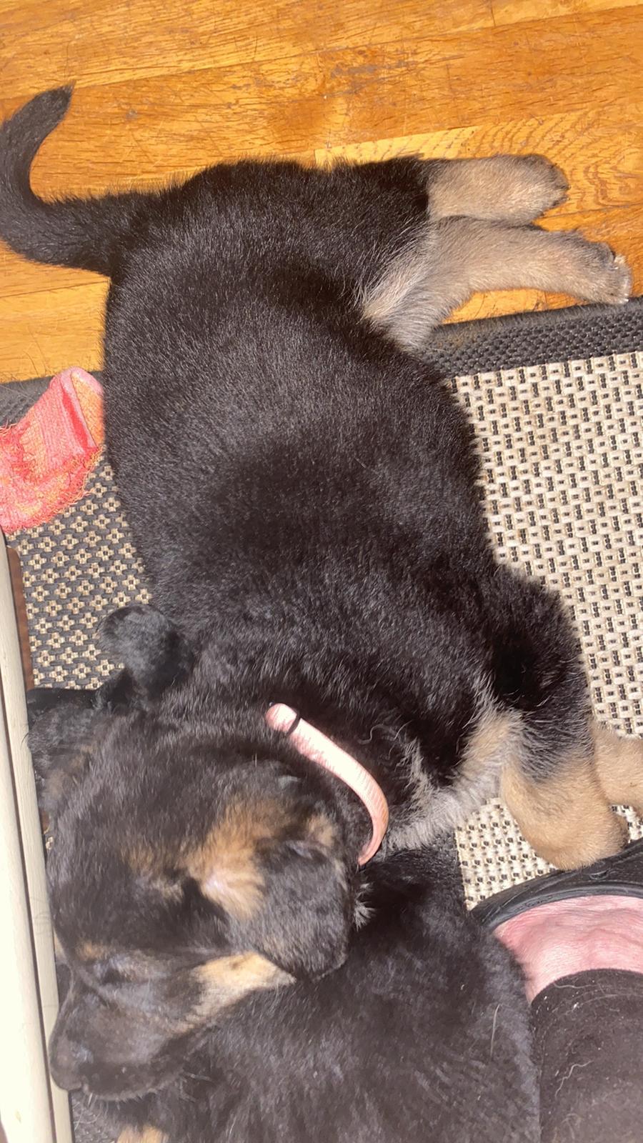 Schæferhund Ziggie billede 3