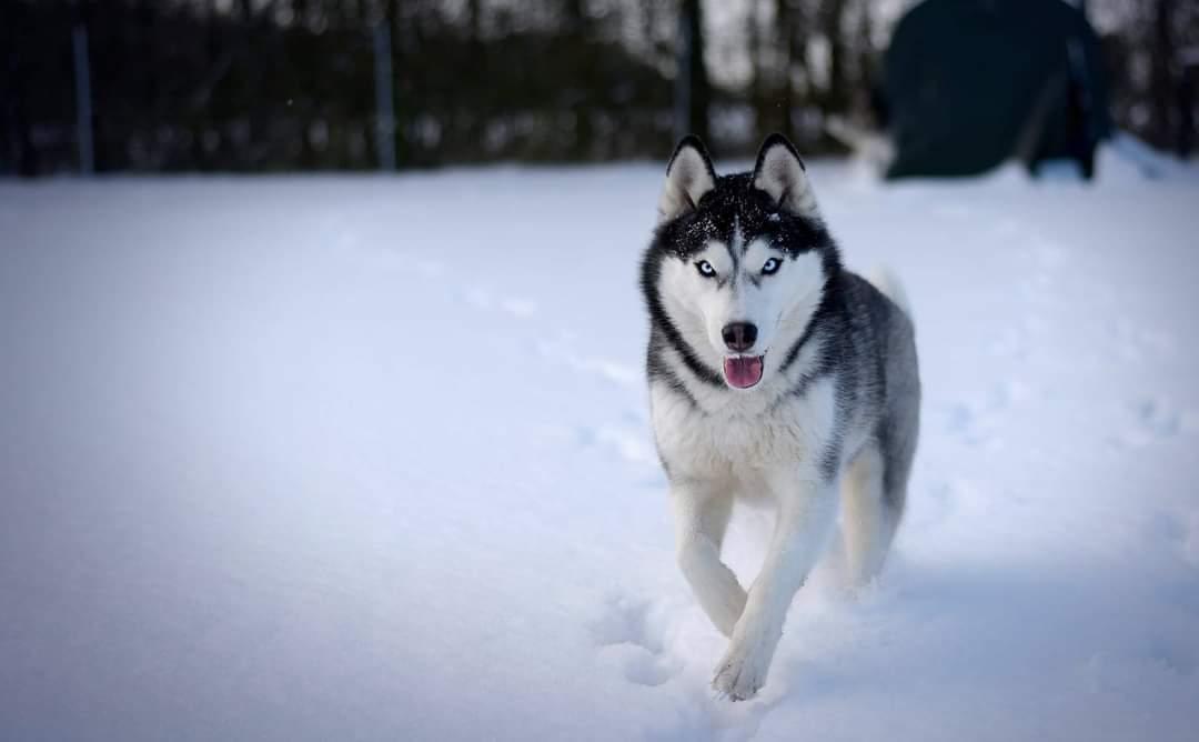 Siberian husky Mesmocan Lightning Ridge (Iza) billede 32