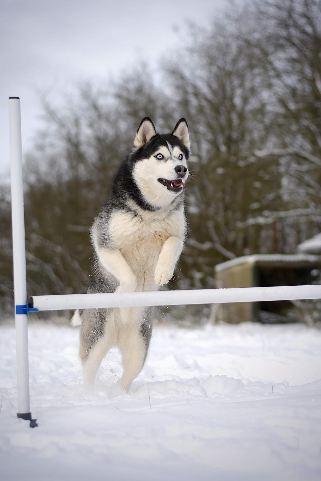 Siberian husky Mesmocan Lightning Ridge (Iza) billede 33