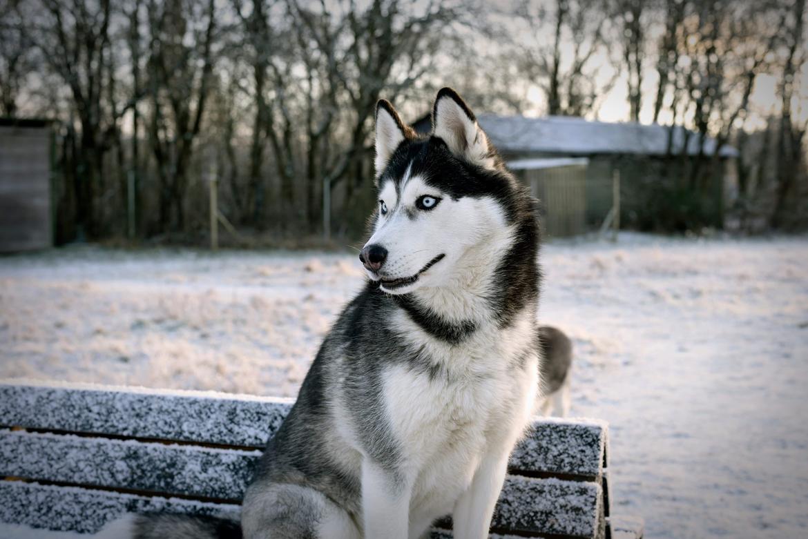 Siberian husky Mesmocan Lightning Ridge (Iza) billede 34